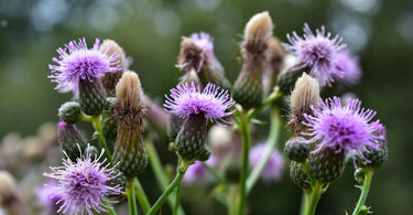 Good herbs for coat & skin