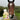 Equine lotion
