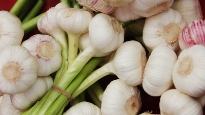 Benefits of garlic for horses and dogs