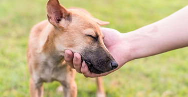 Rewarded Dog How do you reward a dog without treats? – Hilton Herbs