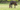 Bay horse grazing in a field with lush grass