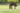 Bay horse grazing in a field with lush grass