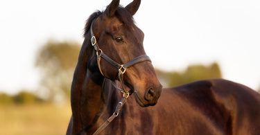 Looking after horses in winter