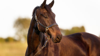 Looking after horses in winter