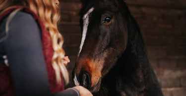Tips to care for your horse's skin in winter
