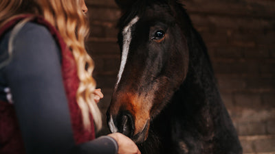 Tips to care for your horse's skin in winter