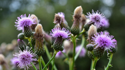 Good herbs for coat & skin
