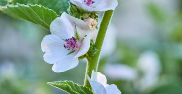 Herbs to support the digestive system