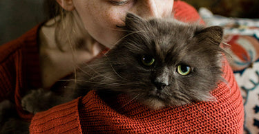 How to look after an elderly cat