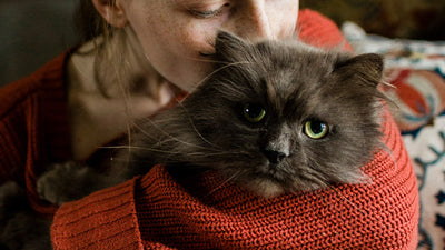 How to look after an elderly cat
