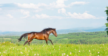 How to maintain your horse or pony's weight through spring