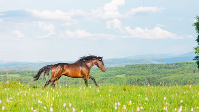 How to maintain your horse or pony's weight through spring