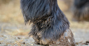 Managing Mud Fever in horses