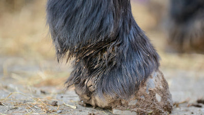 Managing Mud Fever in horses