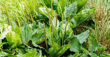 Les bienfaits du plantain et du psyllium - Plantago