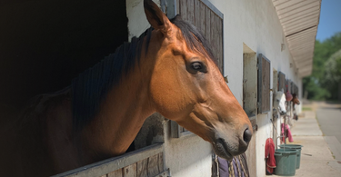 A horse's story: The Anaxarque project