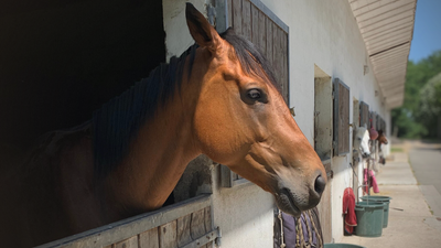 A horse's story: The Anaxarque project