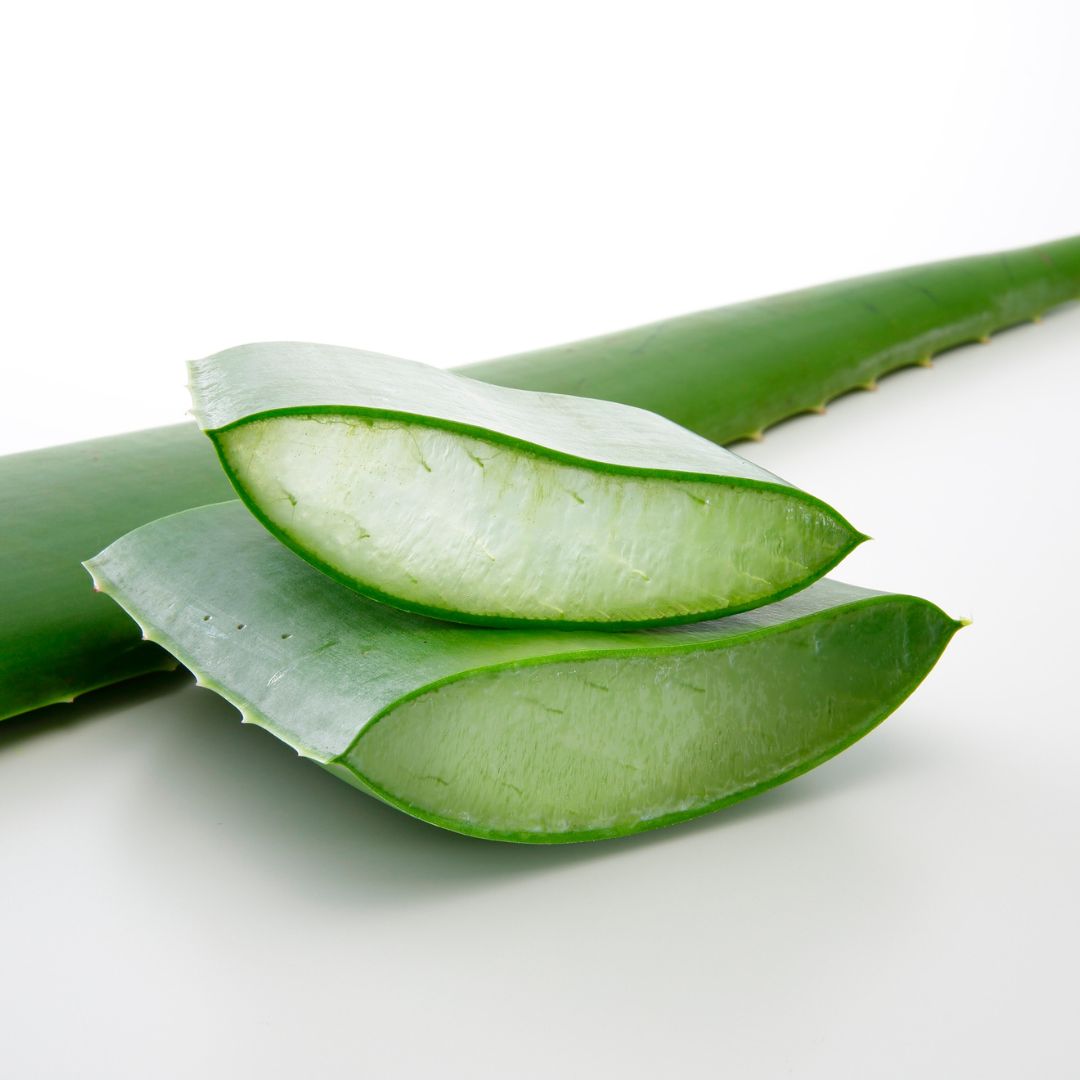 aloe vera plant for ringworm Aloe Vera – Hilton Herbs