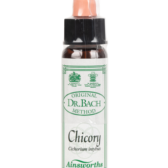 Chicory