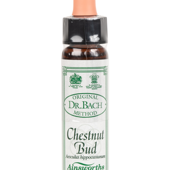 Chestnut Bud