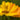 Marigold Tincture