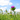 Milk Thistle Seed Tincture