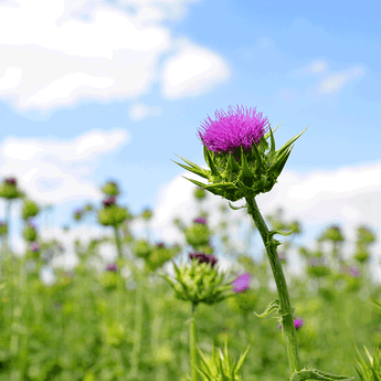 Milk Thistle Seed Tincture