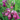Comfrey Tincture