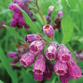 Comfrey Tincture