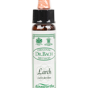 Larch