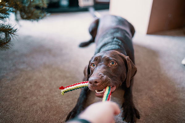 chien jouant avec une corde