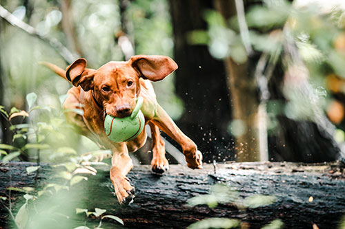 chien heureux jouant a la balle sautant par dessus un tronc d'arbre