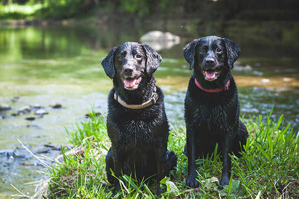 deux labradors noirs assis