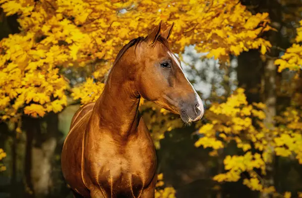 Qu'est-ce que la myopathie athypique chez le cheval ? image