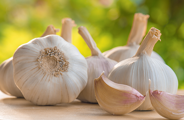 Can Horses and Dogs benefit from being fed garlic? image