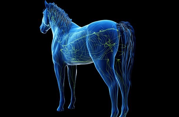 Horse Health - Lymphangitis image