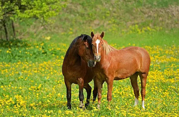 How do I manage my horse's weight in Spring? image