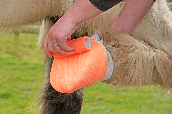 Qu'est-ce qu'un abcès de pied chez le cheval? Causes, traitements et prévention. image