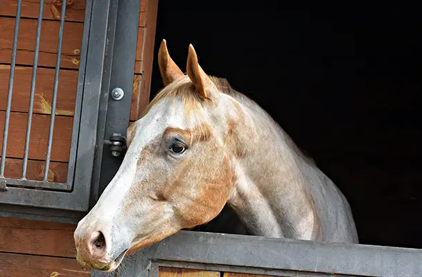 Should I give my horse a detox? image