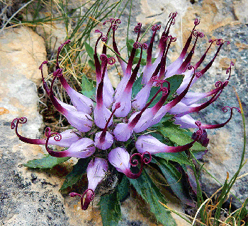 Devils Claw - plant