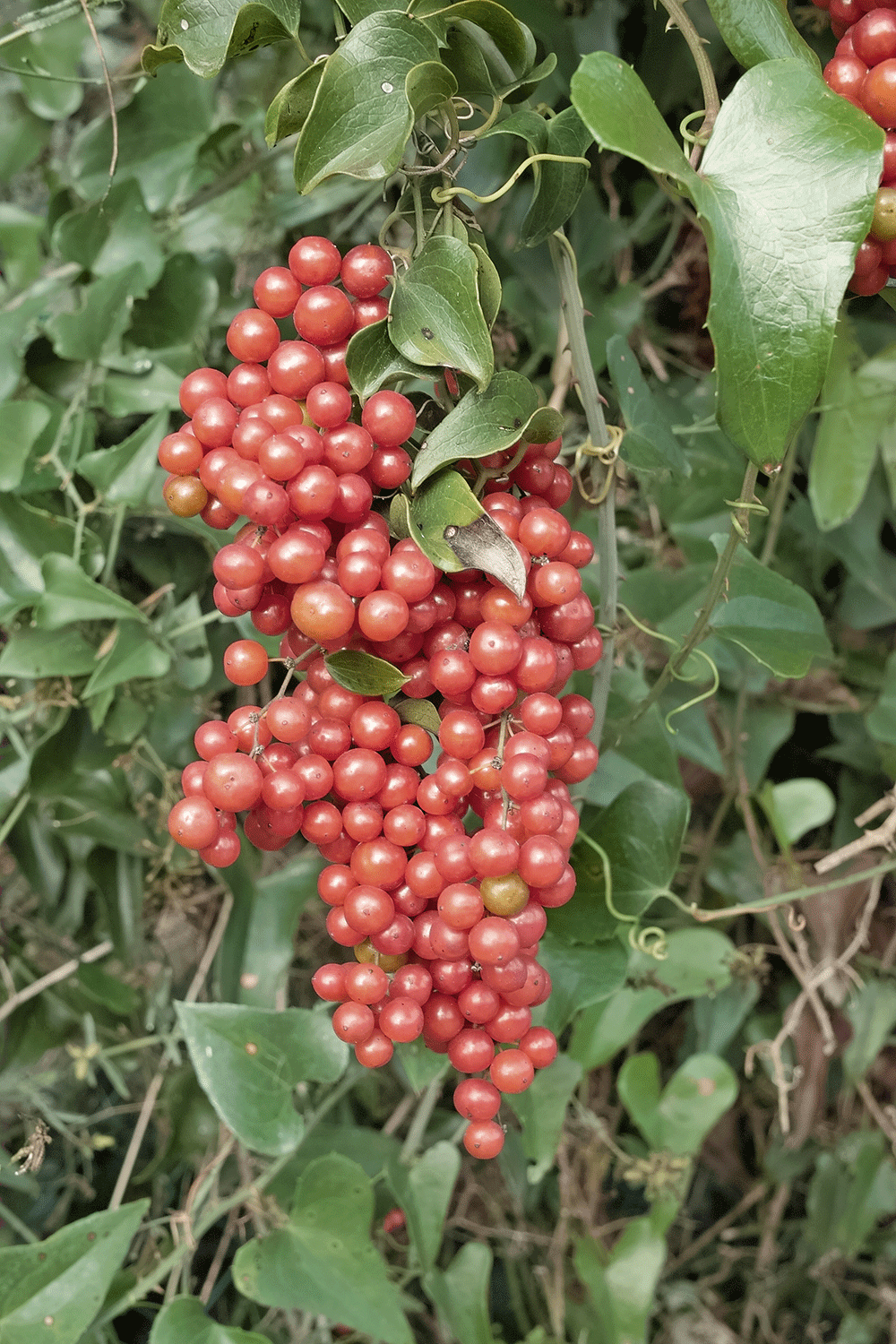 Sarsparilla - plant