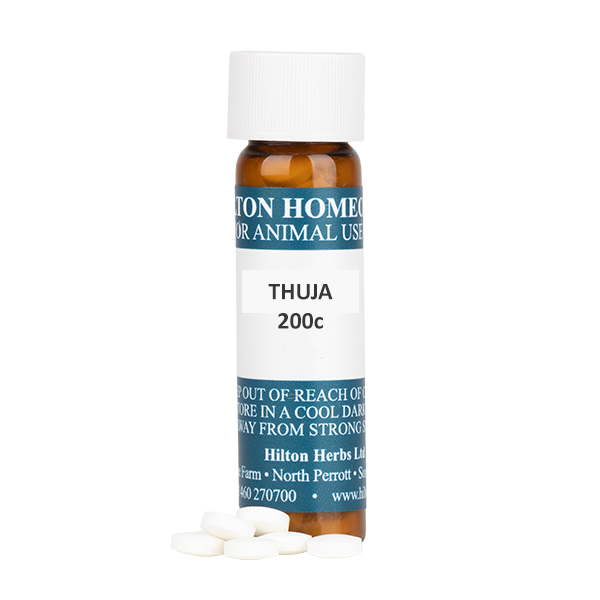 Thuja 200c - Homeopathic tablets in 7g bottle