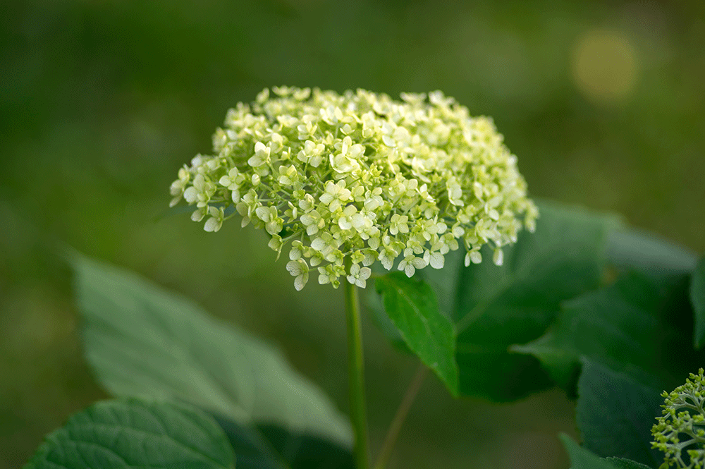 Hydrangea - plant