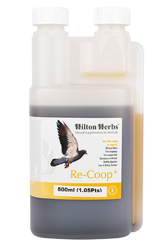 Re-Coop+ - Energy Booster for Pigeons - 500ml bottle