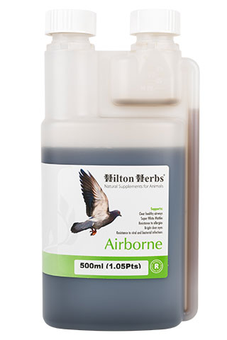 Airbone - Supports Respiratory Health in Pigeons - 500ml bottle